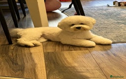 Bichon Frise dogs for sale: ✨ Bichon Frisé Puppies from Champion Bloodlines ✨ - Image 11