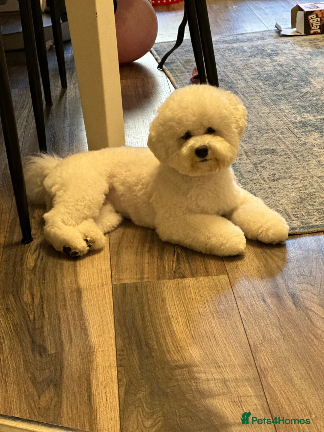 Bichon Frise dogs for sale: ✨ Bichon Frisé Puppies from Champion Bloodlines ✨ - Image 11
