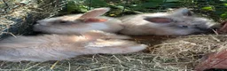 Mini Lop rabbits for sale: Mini lops-raised indoors-vaccinated  - Advert 14