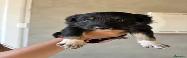 Mixed Breed Puppy 3