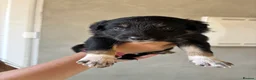 Mixed Breed dogs for sale: Kelpie cross Collie  - Advert 3