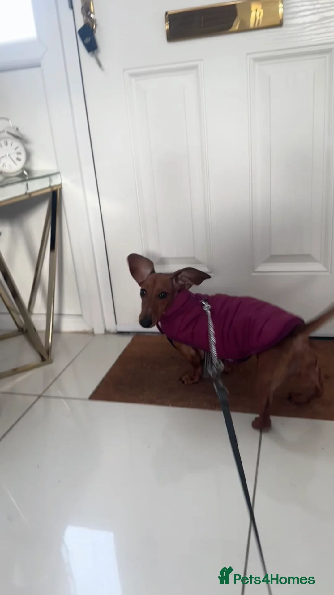 Dachshund dogs for sale: Sausage dog  - Advert 2