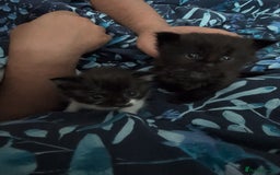 Maine Coon cats for sale: Kittens for sale - Image 25