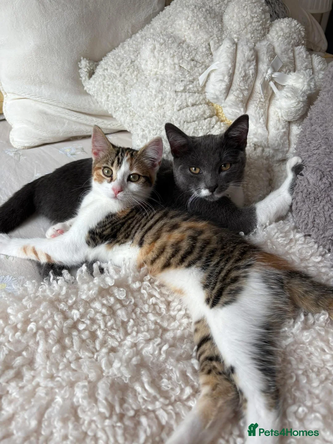 Domestic Shorthair cats for sale: A Stunning Litter Of Six Newborn Kittens  - Advert 15