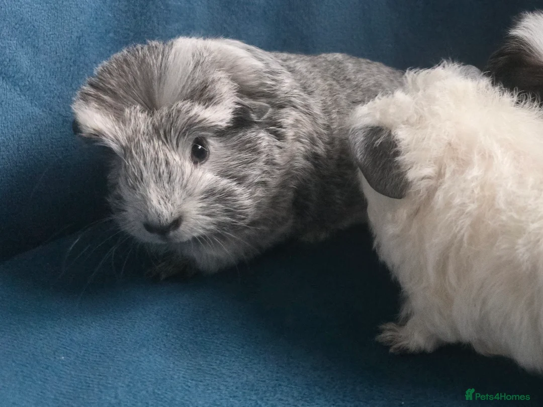 Guinea Pig rodents for sale: Mother & 2 daughters Swiss long haired californian - Advert 2