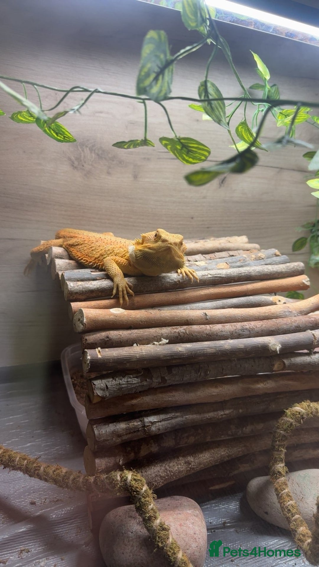Bearded Dragon reptiles for sale: Draco the bearded dragon  - Advert 2