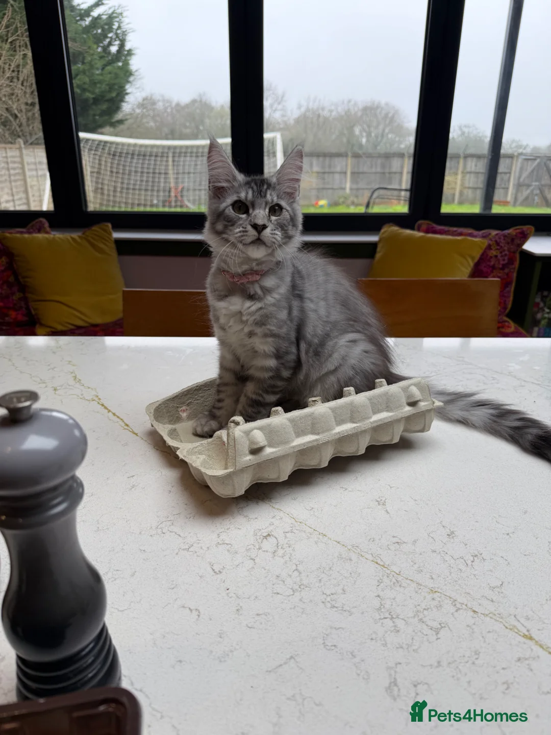 Maine Coon cats for sale: 2 Maine coon kittens available now - Advert 6