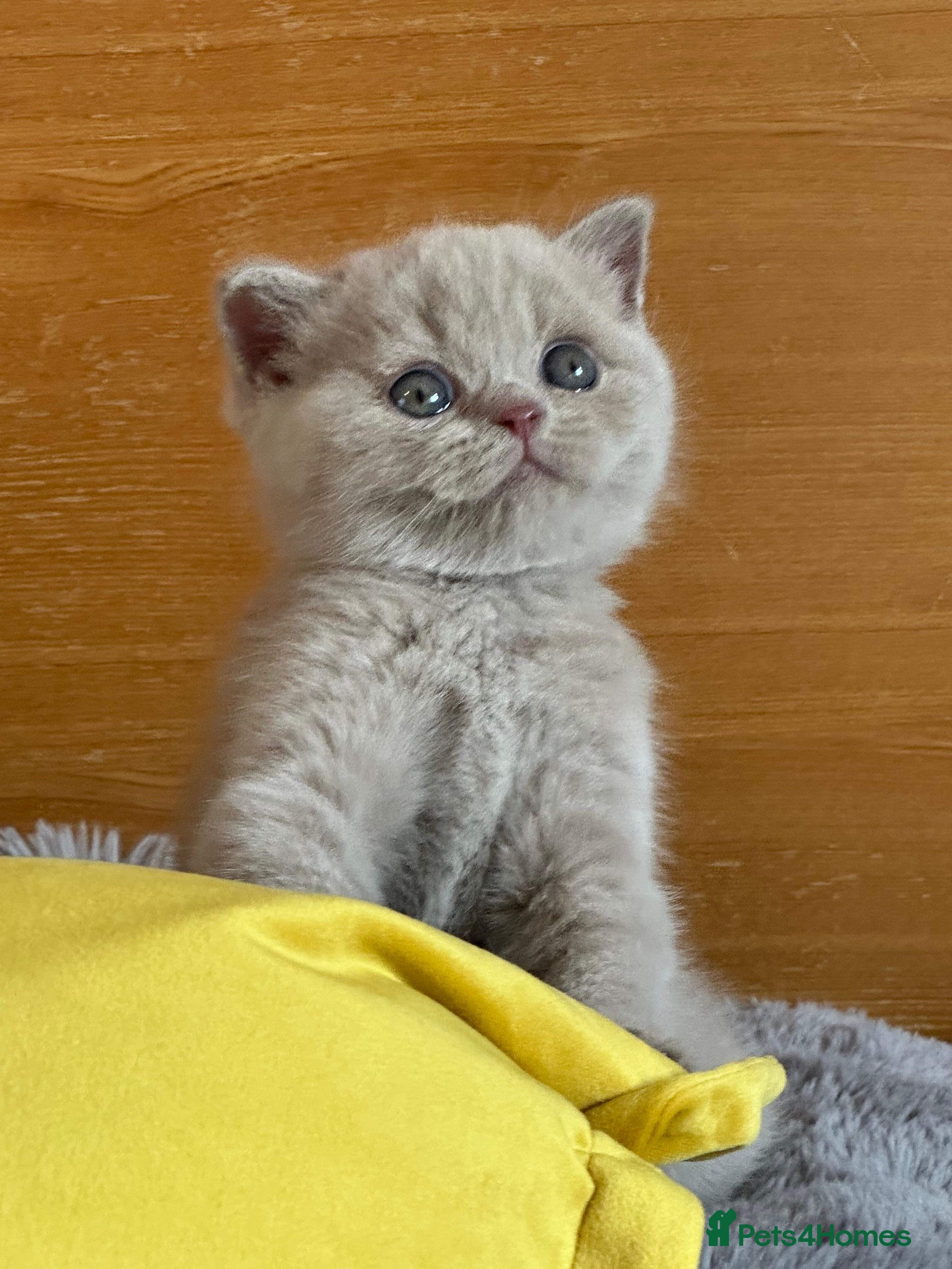British Shorthair cats GCCF registered Kittens  - Advert 11
