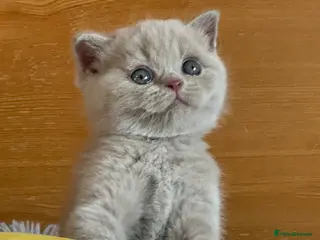 British Shorthair cats GCCF registered Kittens - Advert 11