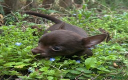 Chorkie dogs for sale: Chorkie puppies for forever homes  - Image 12