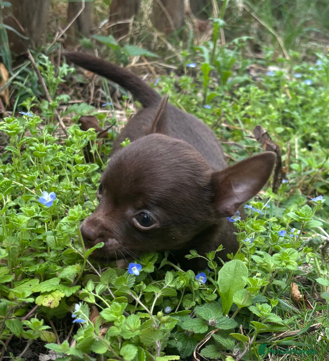 Chorkie dogs for sale: Chorkie puppies for forever homes  - Image 12