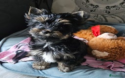 Yorkshire Terrier dogs for sale: Yorkshire Terrier  - Image 5