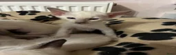Siamese cats for sale: Healthy beautiful GCCF registered siamese - Advert 10