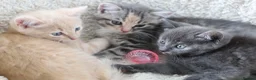 Siberian cats for sale: Beautiful Siberian Kittens-3 Boys-Hypoallergenic - Advert 17