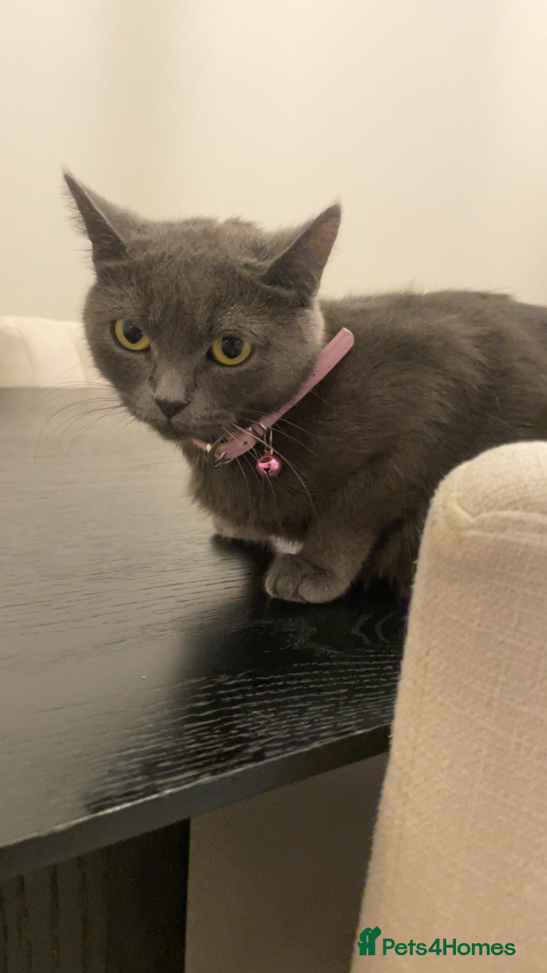 Domestic Shorthair cats for sale: Friendly House Cat Kittens Looking for Homes - Image 5