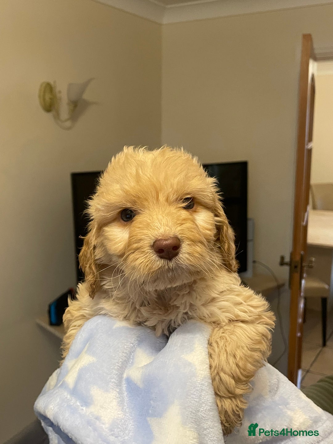 Cockapoo dogs for sale: 🐾 Beautiful Cockapoo Puppies for Sale 🐾 - Advert 23