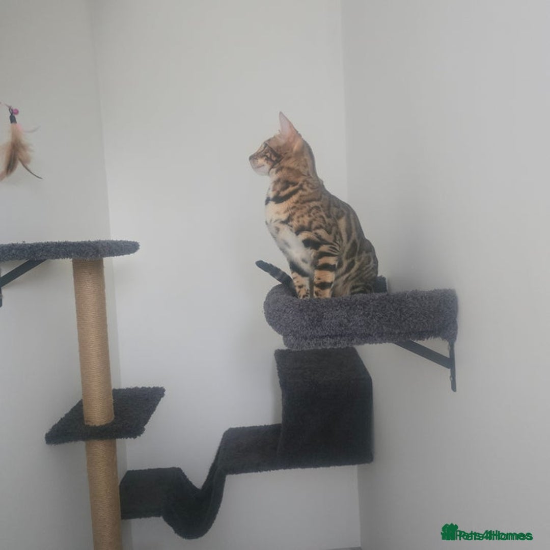 Bengal cats for sale: SBT TICA F5 Bengal Queen-Must Be Rehomed by March  - Advert 3