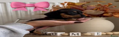 Miniature Dachshund 1