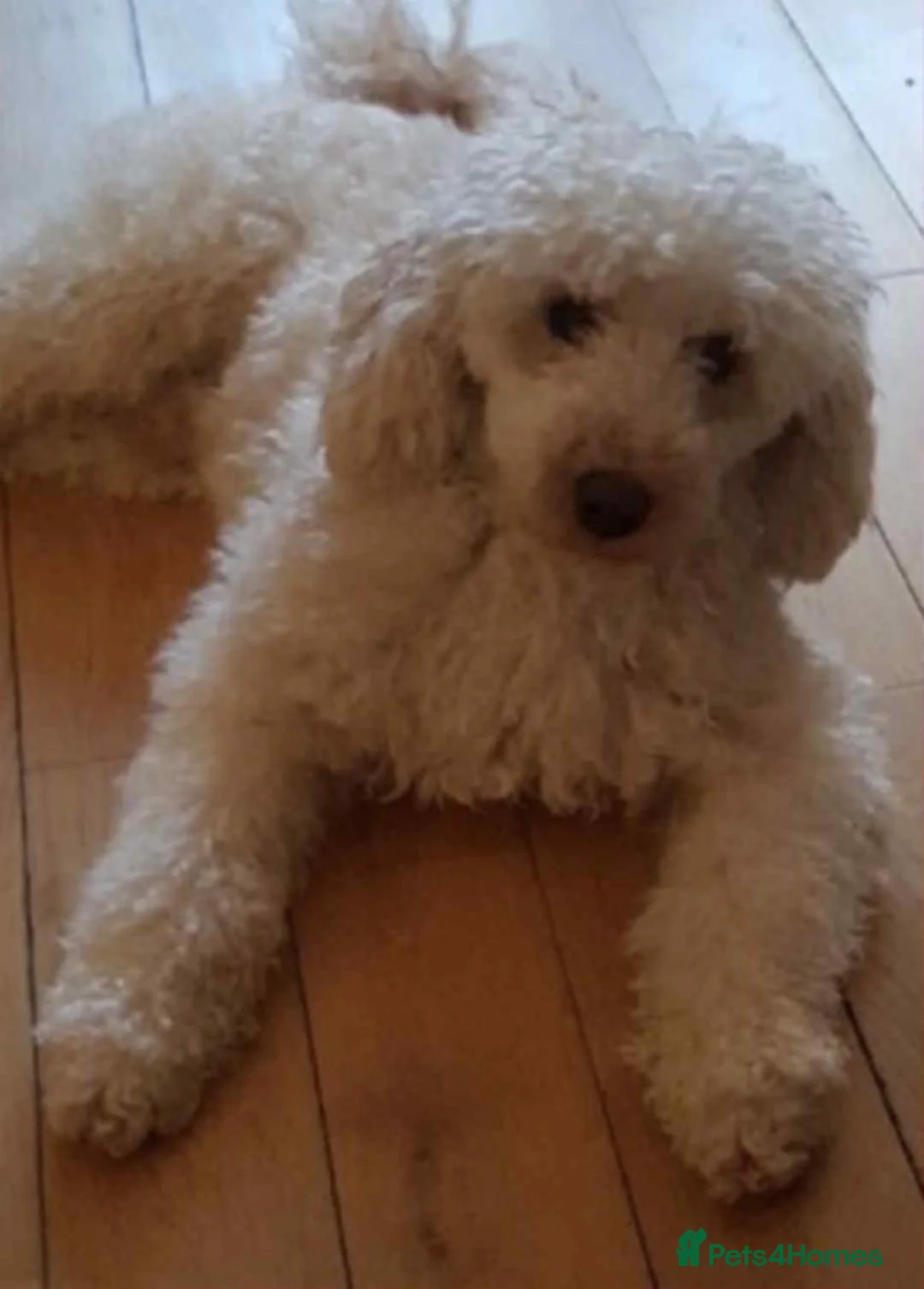 Cockapoo dogs for sale: Stunning Cockapoo puppies  - Advert 5