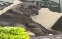 Cane Corso dogs for sale: Beautiful Cane Corso puppies for sale  - Image 2