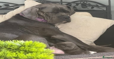 Cane Corso dogs - Advert 1