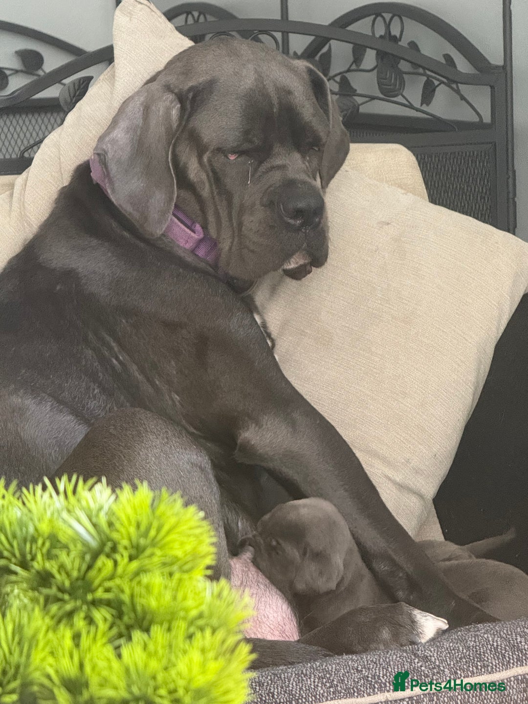 Cane Corso dogs for sale: Beautiful Cane Corso puppies for sale  - Image 2