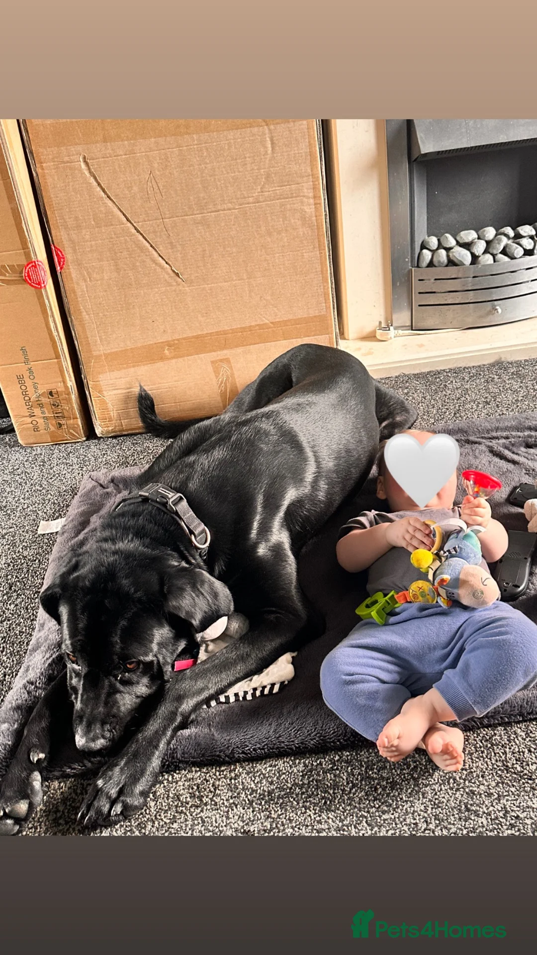 Cane Corso dogs for sale: Cane corso male for sale  - Advert 2