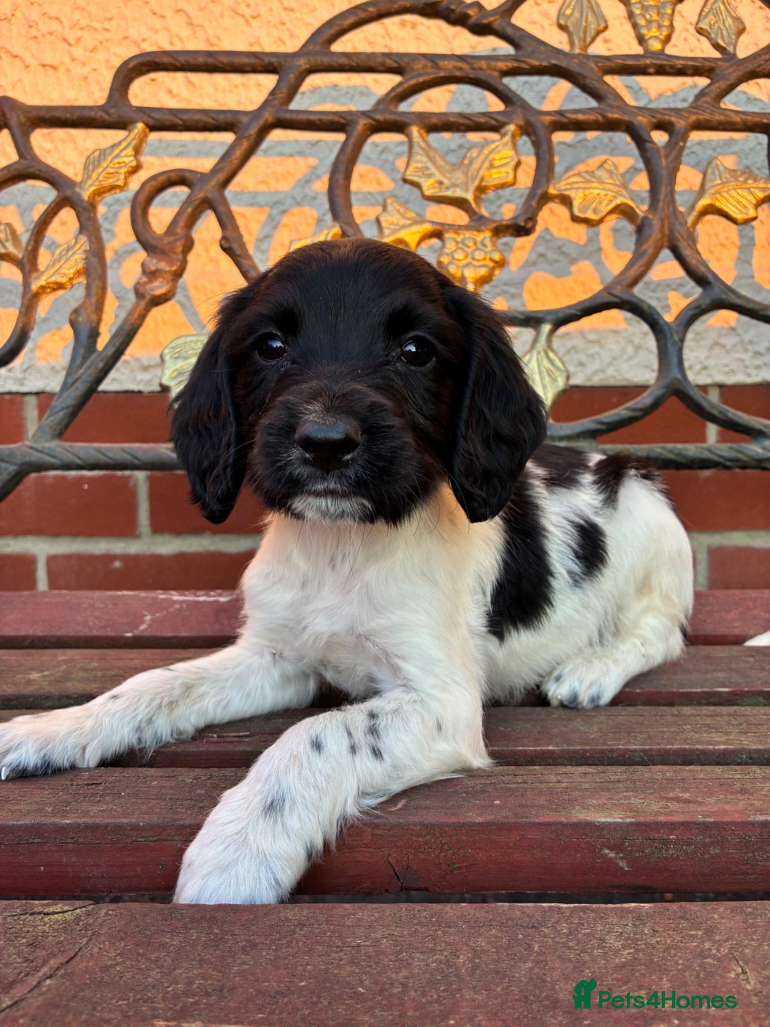 English Springer Spaniel dogs Beautiful springer spaniel puppies  - Advert 1