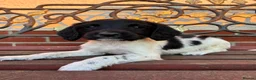 English Springer Spaniel dogs for sale: Beautiful springer spaniel puppies  - Advert 1