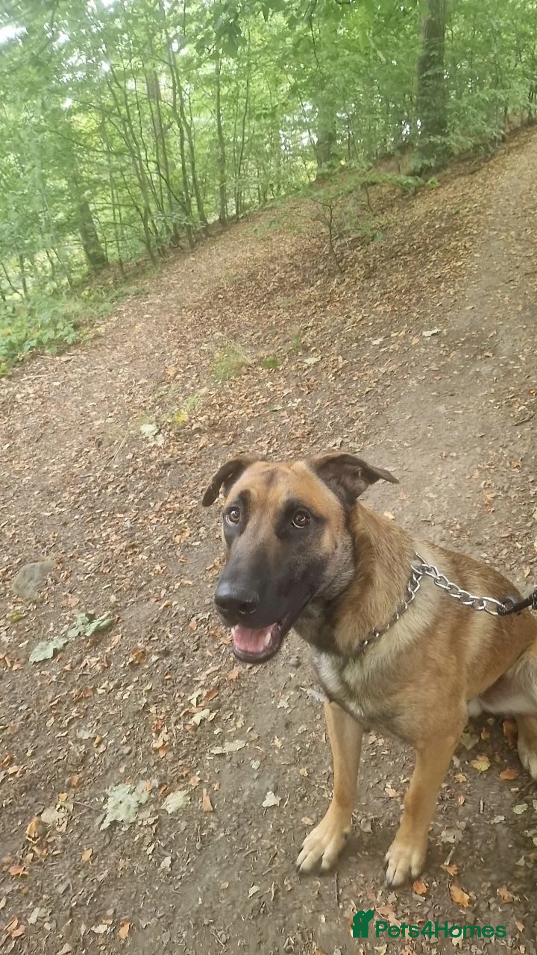 Belgian Shepherd Dog dogs for sale: Belgian Malanoi  in Bradford - Advert 2