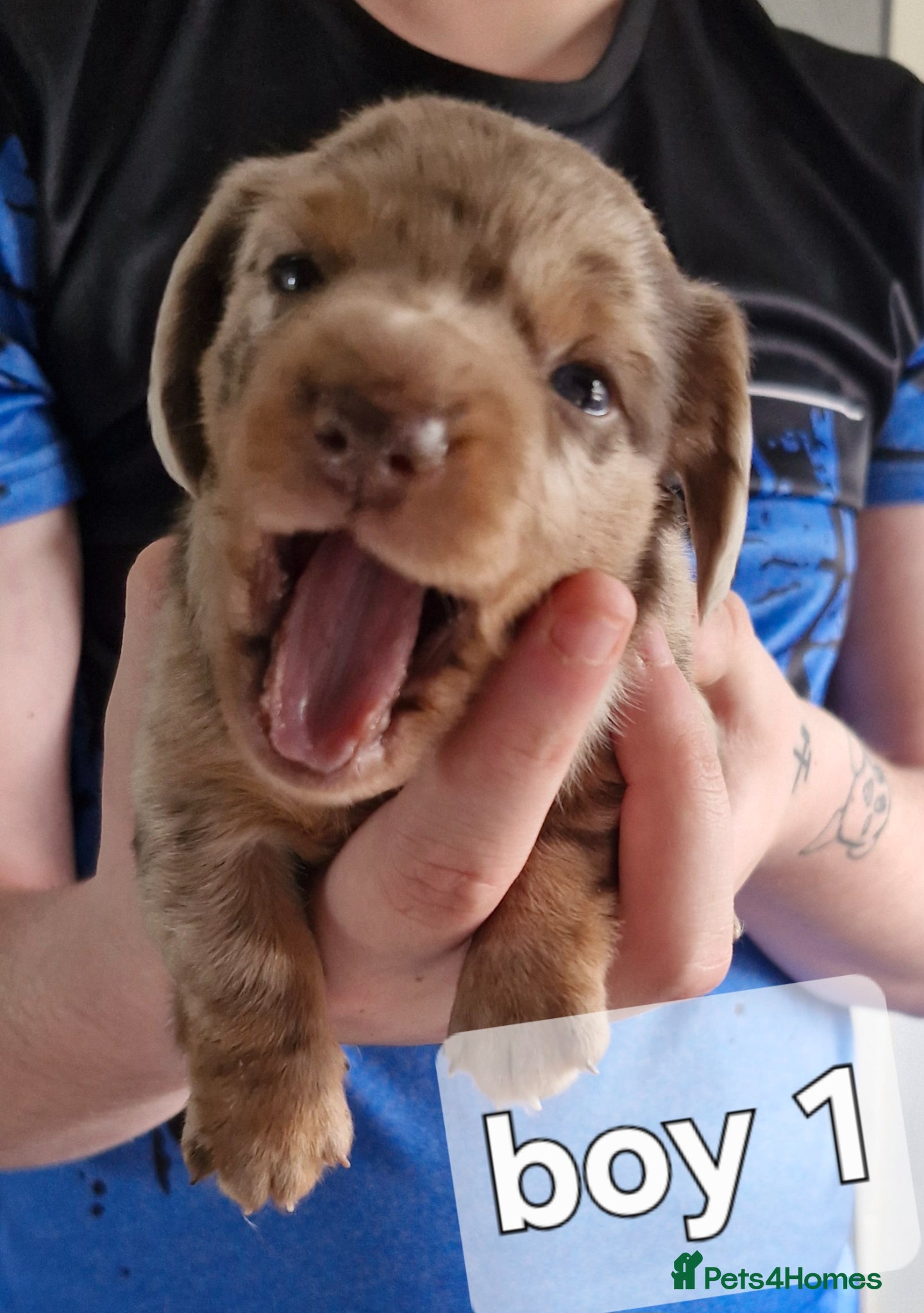 Dachshund dogs Miniature dauchshound  - Advert 13