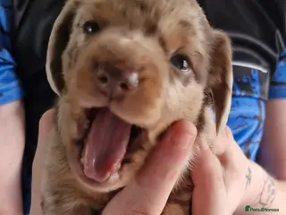 Dachshund dogs Miniature dauchshound - Advert 13