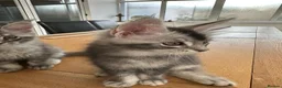 Maine Coon cats for sale: ✨ TICA Registered Maine Coon Boys ✨ - Advert 4