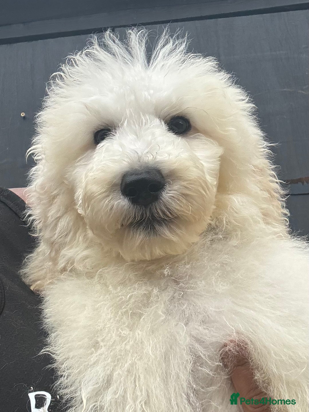 Standard Poodle dogs for sale: Champion Bloodline Standard Poodle Puppies - Image 2
