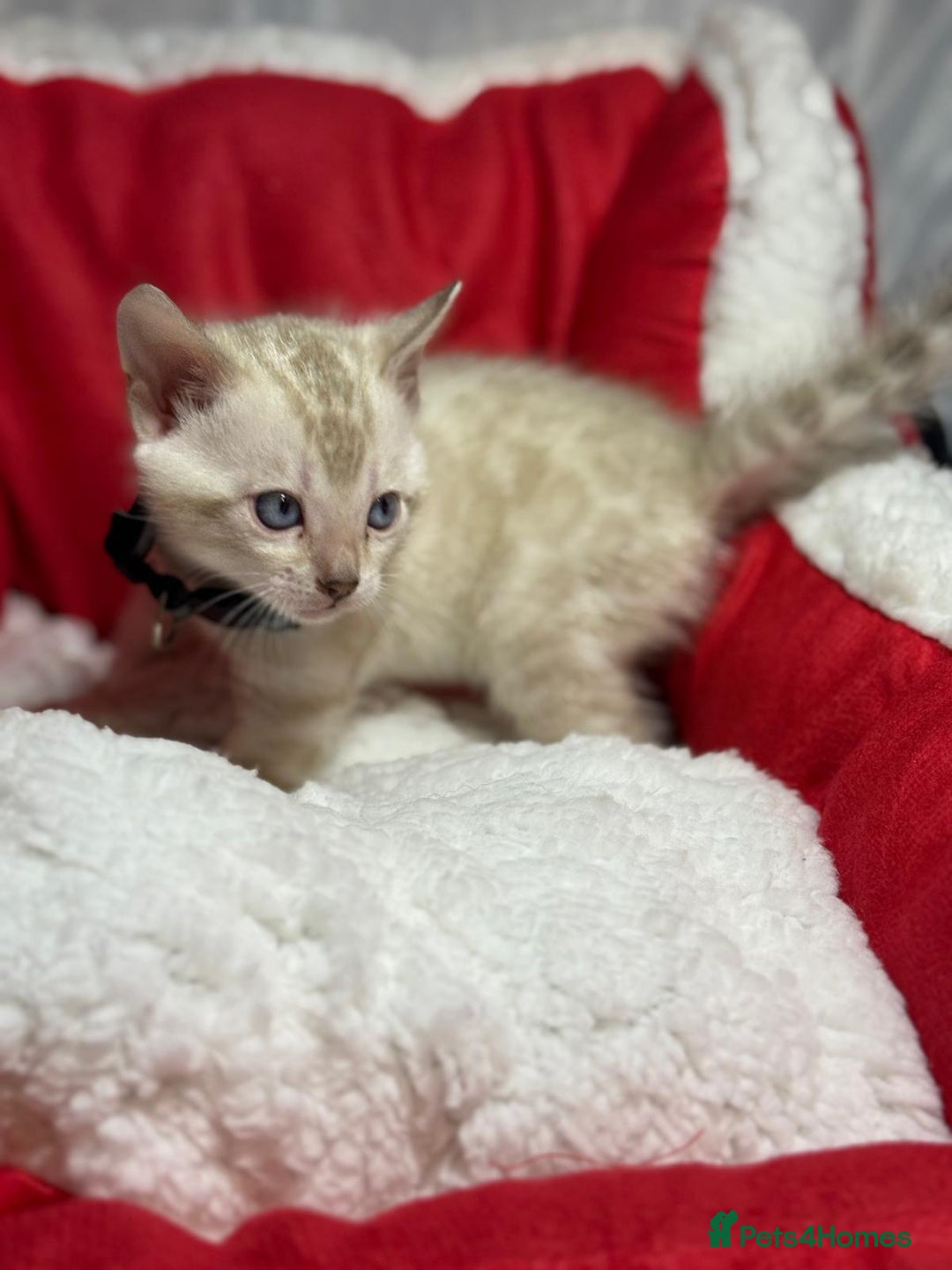 Bengal cats for sale: Bonnies Bengals  - Advert 16