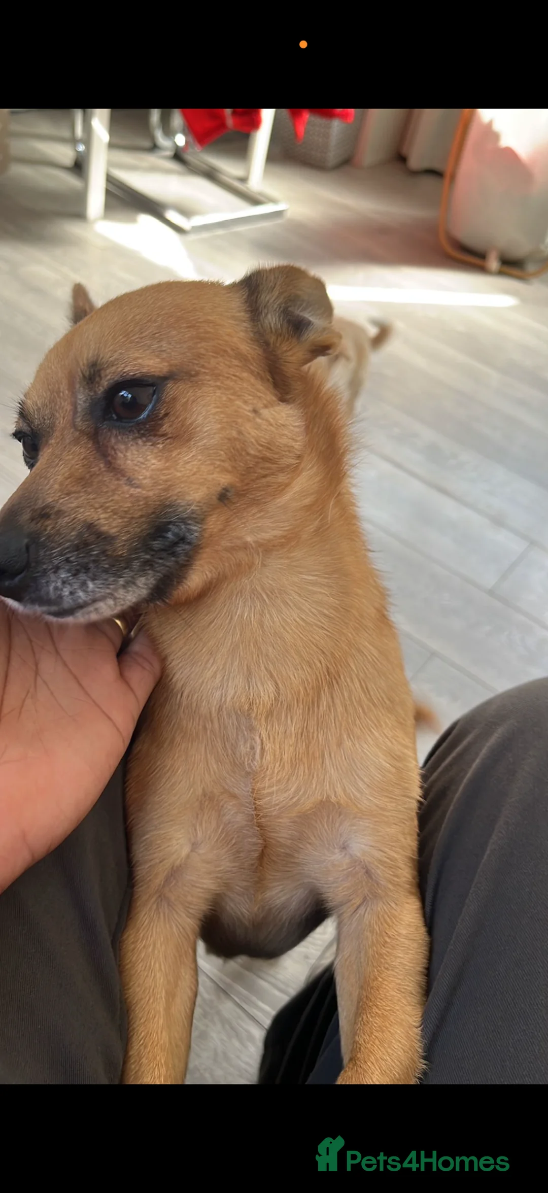 Mixed Breed dogs for sale: Pomeranian Jack Russell looking for a home £100 in London - Advert 2