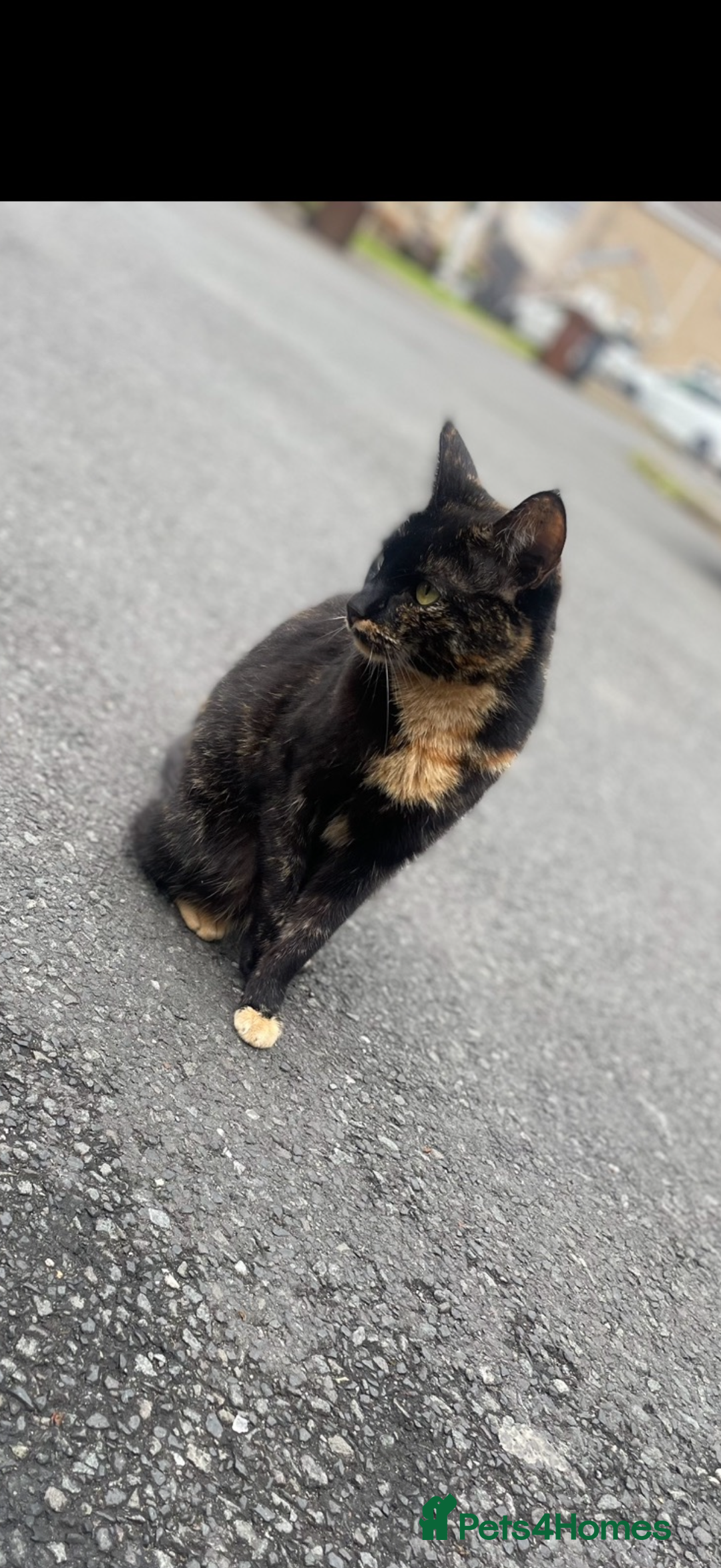 Mixed Breed cats for sale: Narla and kitty  - Advert 5