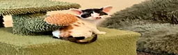 Devon Rex cats for sale: TWO STUNNING SHOW GIRLS - Advert 8