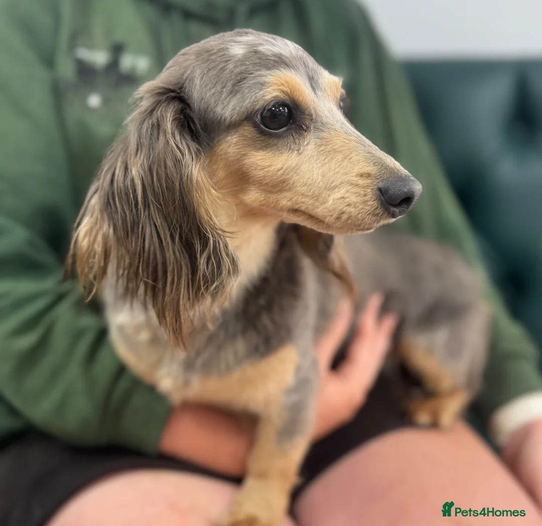 Miniature Dachshund dogs for sale: Adult long haired miniature dachshund  - Advert 2