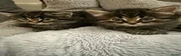 Maine Coon cats for sale: 🐾 Beautiful Maine Coon Kittens Ready Now! 🐾 - Advert 13