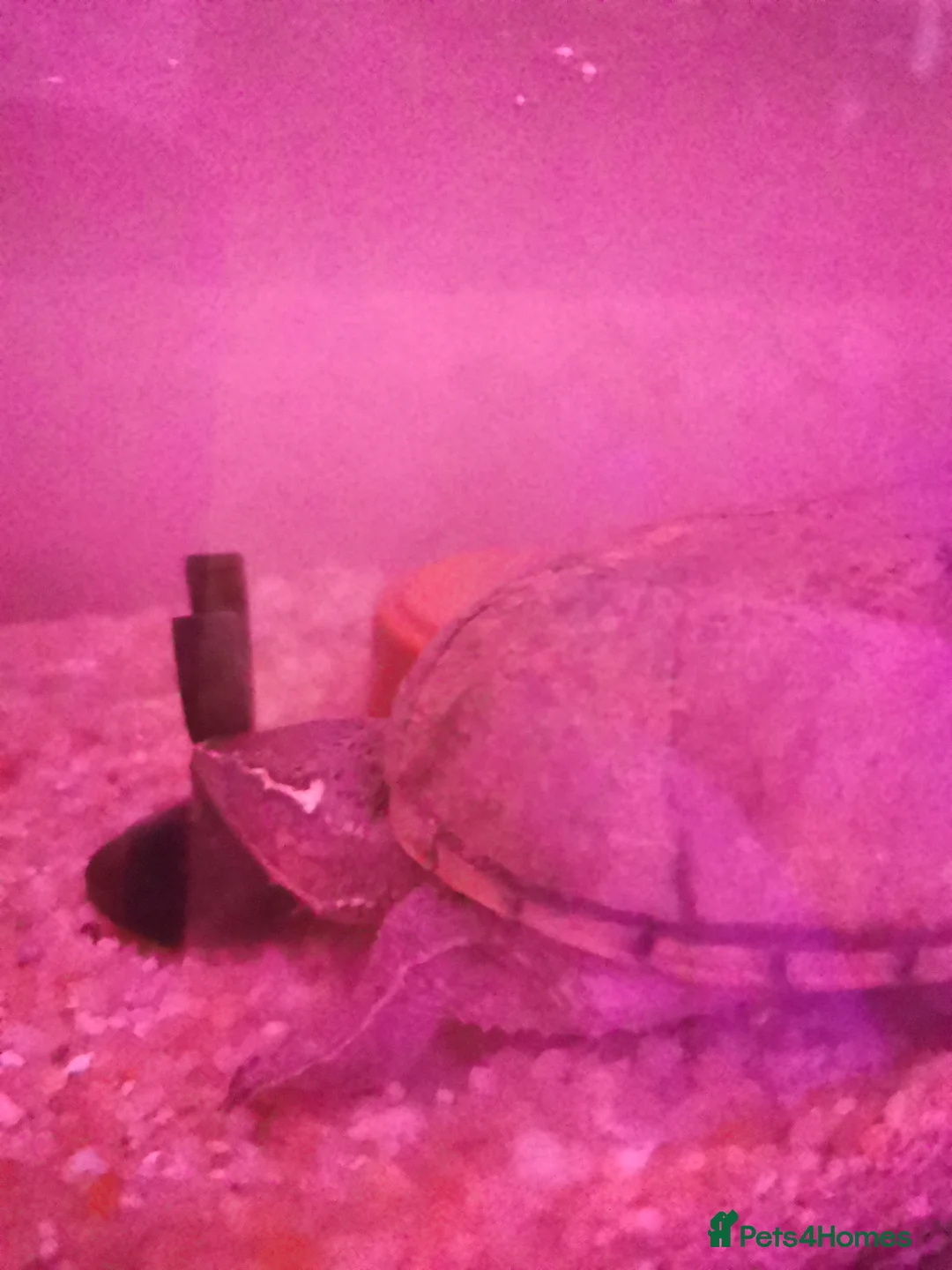 Turtle reptiles for sale: Turtle being given away - Advert 1