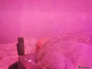 Turtle reptiles Turtle being given away - Advert 1