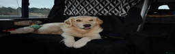 Golden Retriever dogs for stud: STUD ONLY. 5 year old proven golden retriever - Advert 2