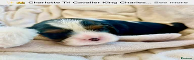 Cavalier King Charles Spaniel Puppy 3