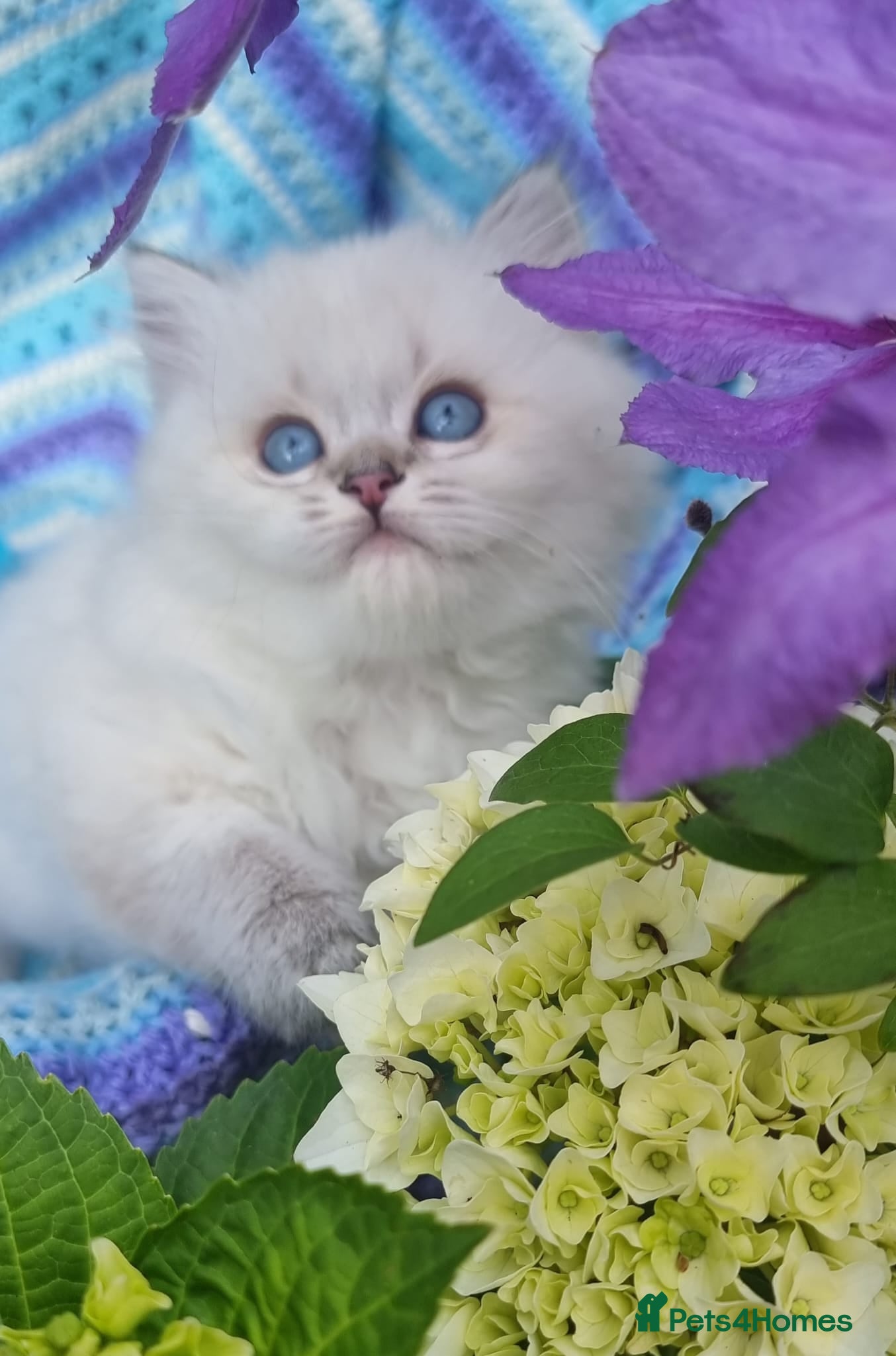 British Shorthair cats 💖GOLDEN & SILVER POINT BSH & BLH KITTENS💖 - Advert 1