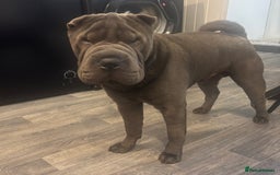 Shar Pei dogs for stud: Blue Shar Pei for Stud duties  - Image 2