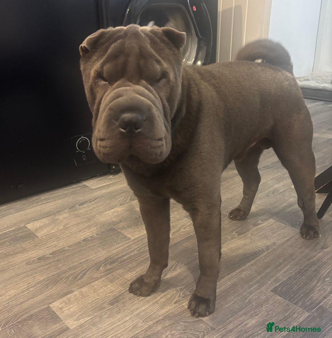 Shar Pei dogs for stud: Blue Shar Pei for Stud duties  - Image 2