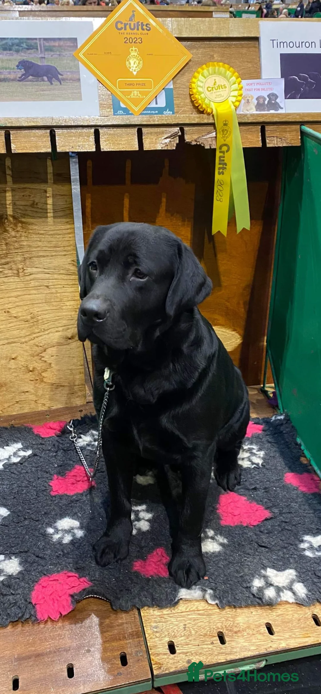 Labrador Retriever dogs for stud: Champion sired health tested Labrador stud proven - Advert 2