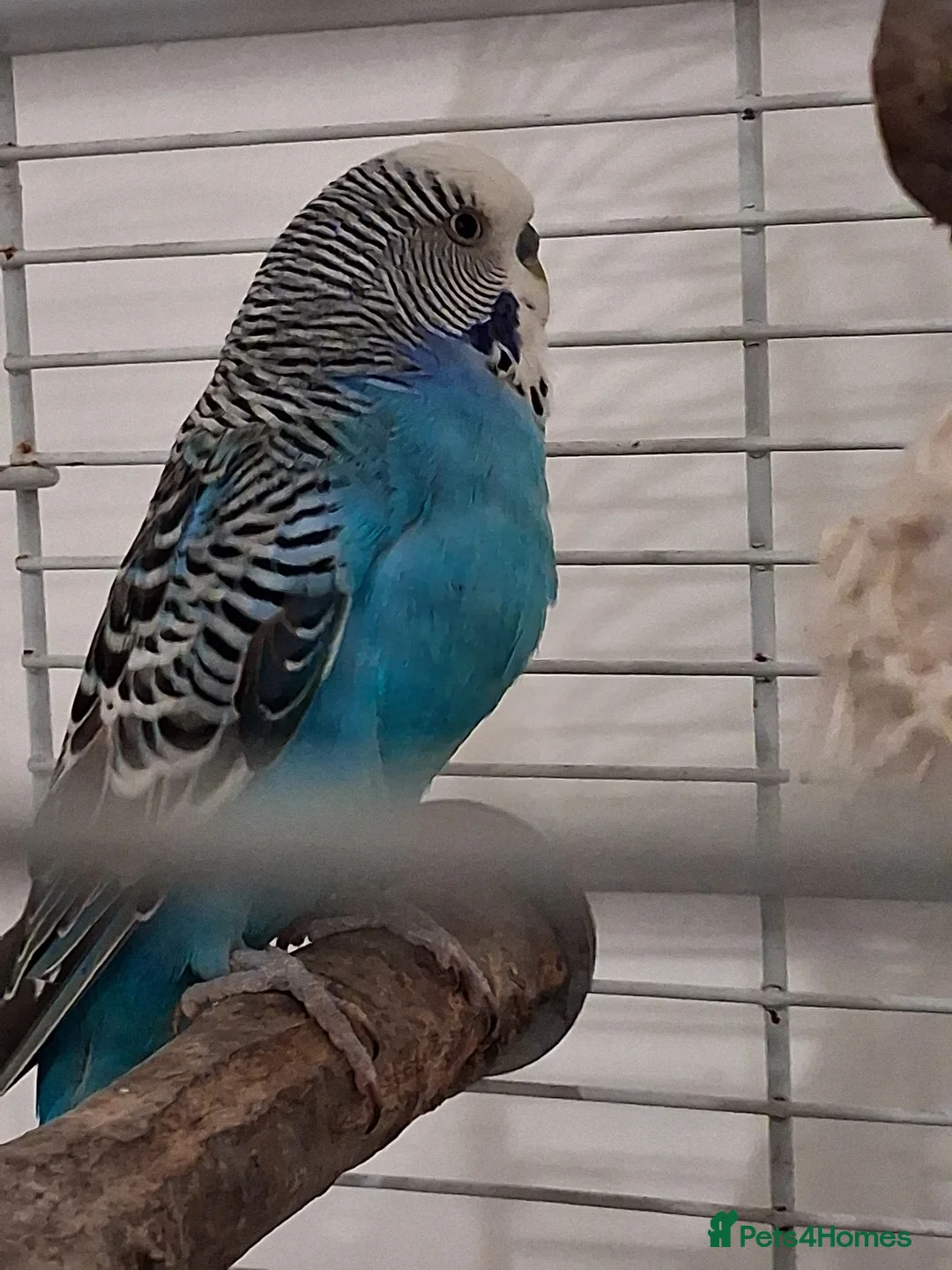 Budgerigars birds for sale: Budgie free to a good home  in Caerphilly - Advert 2