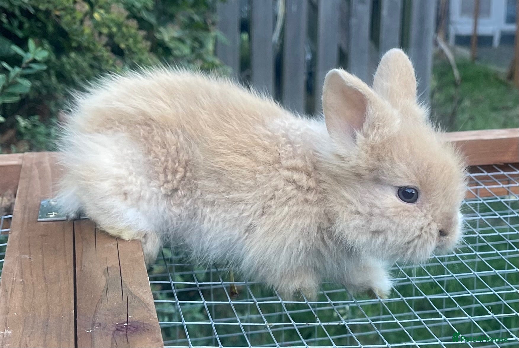 Lionhead rabbits Beautiful Purebred Lionheads  - Advert 2